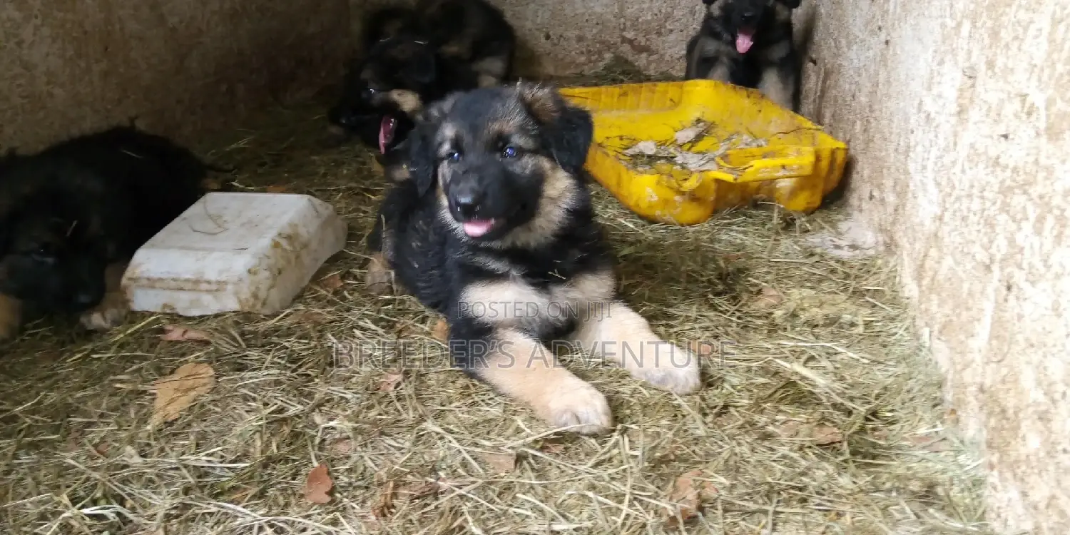 1-3 months Female Purebred German Shepherd