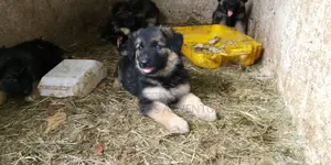 1-3 months Female Purebred German Shepherd