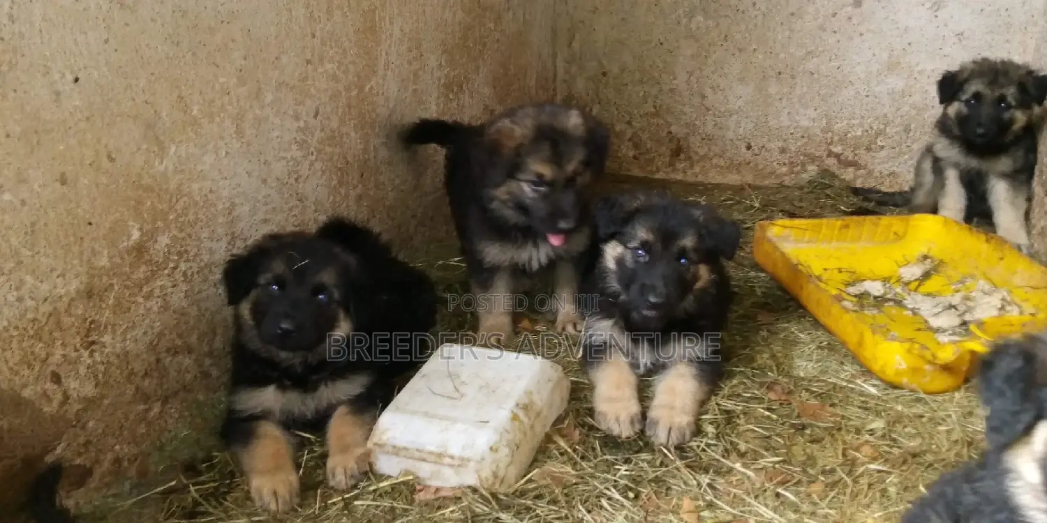 1-3 months Male Purebred German Shepherd