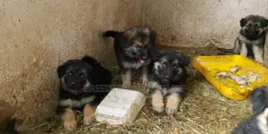 1-3 months Male Purebred German Shepherd