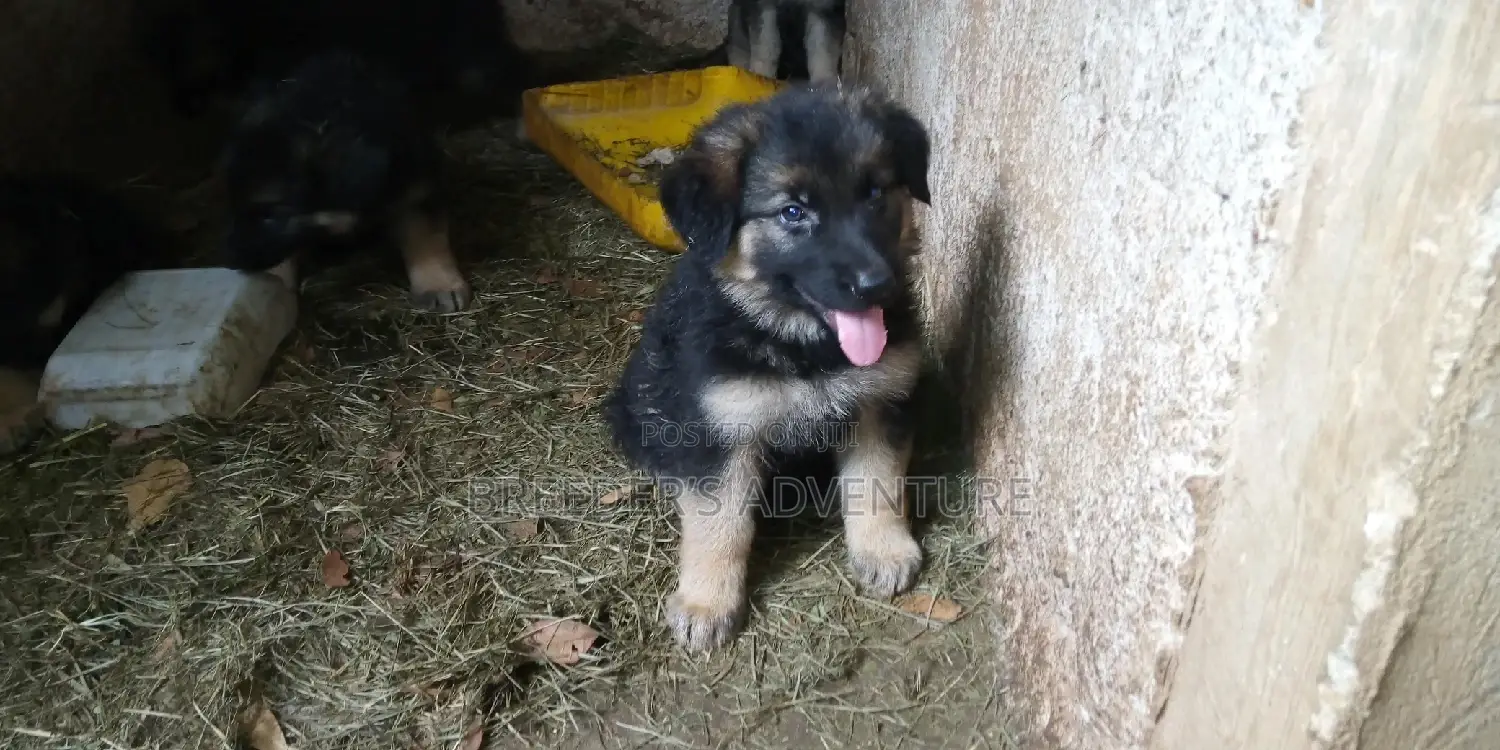 1-3 months Male Purebred German Shepherd