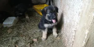 1-3 months Male Purebred German Shepherd
