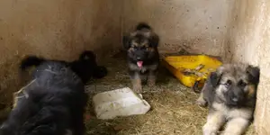 1-3 months Male Purebred German Shepherd