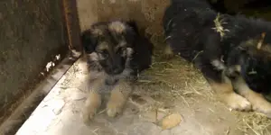1-3 months Male Purebred German Shepherd