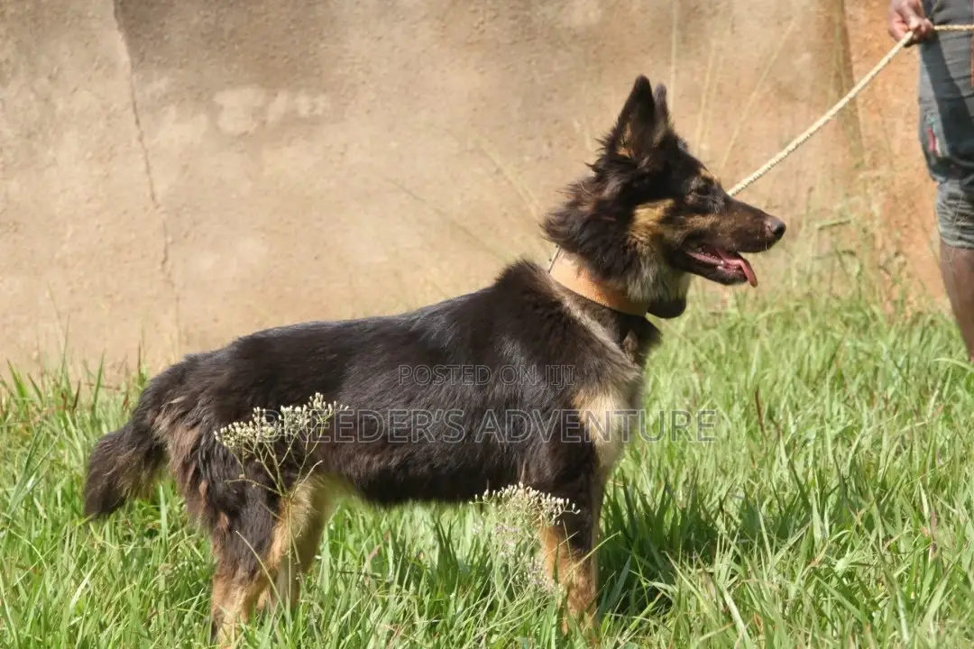 6-12 months Female Purebred German Shepherd
