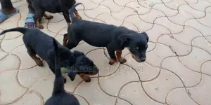 1-3 months Male Purebred Rottweiler