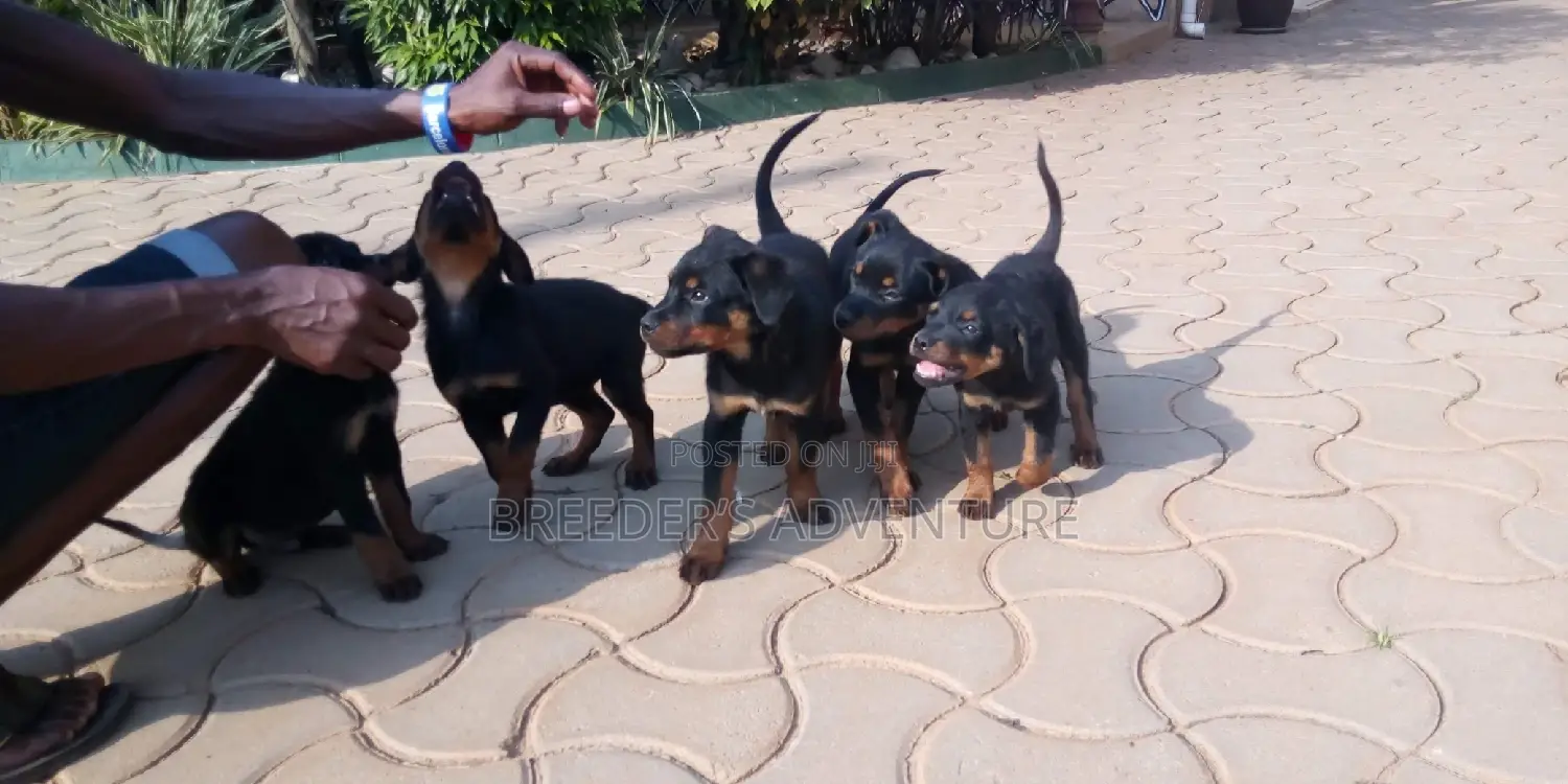 1-3 months Male Purebred Rottweiler