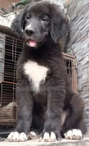 1-3 months Male Purebred Caucasian Shepherd