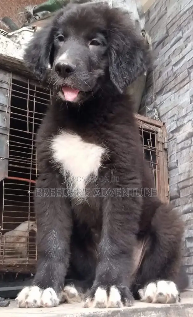 1-3 months Male Purebred Caucasian Shepherd