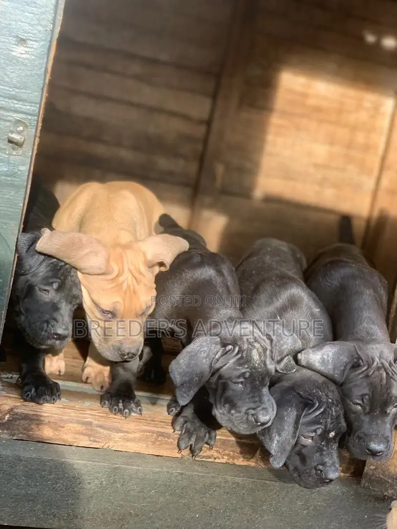 1-3 months Male Purebred Boerboel