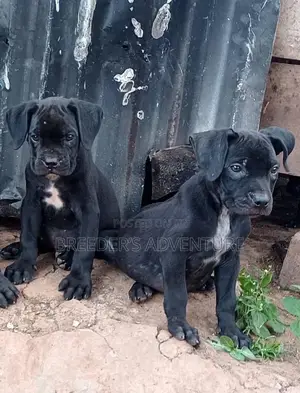 1-3 months Male Purebred Boerboel