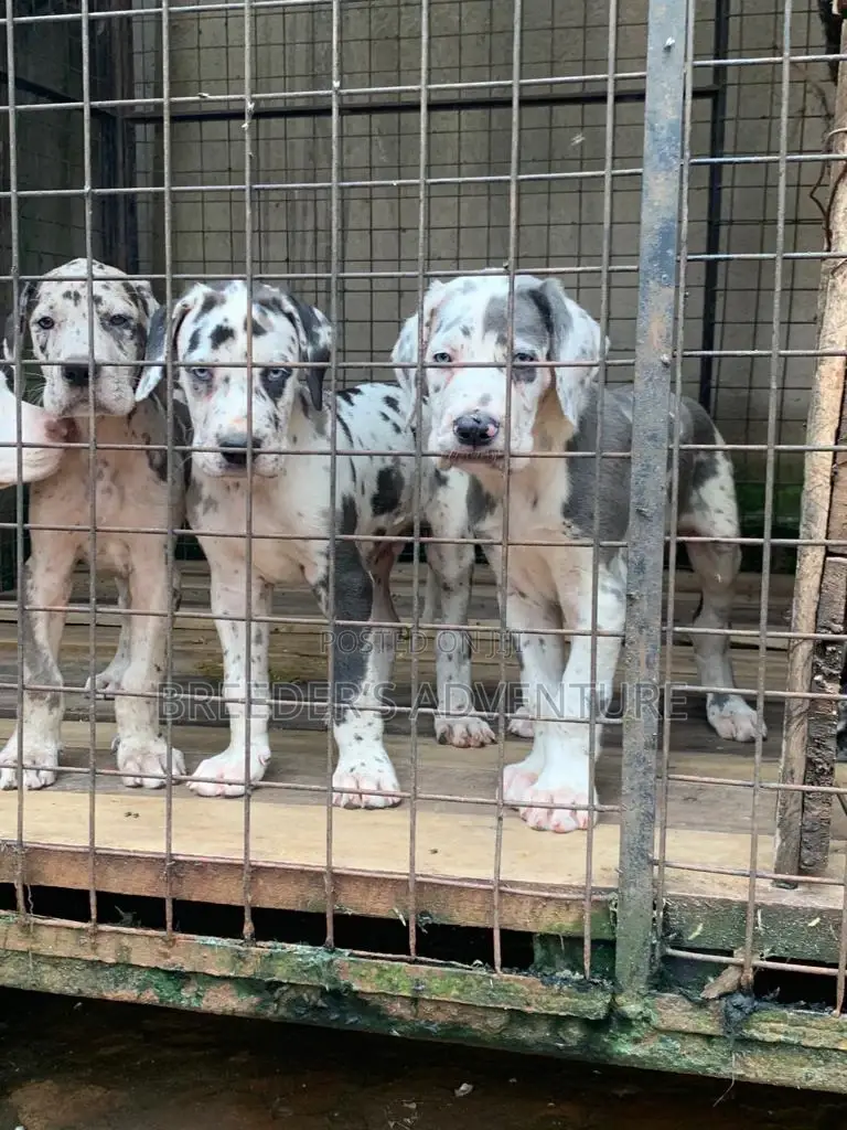 1-3 months Female Purebred Great Dane