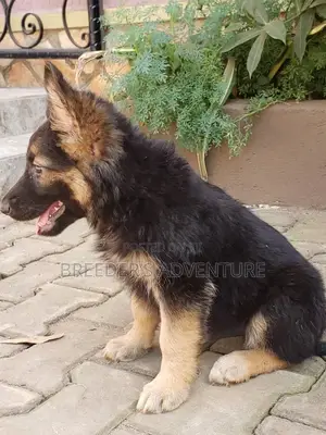 1-3 months Male Purebred German Shepherd