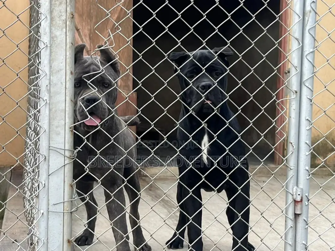 3-6 months Male Purebred Cane Corso