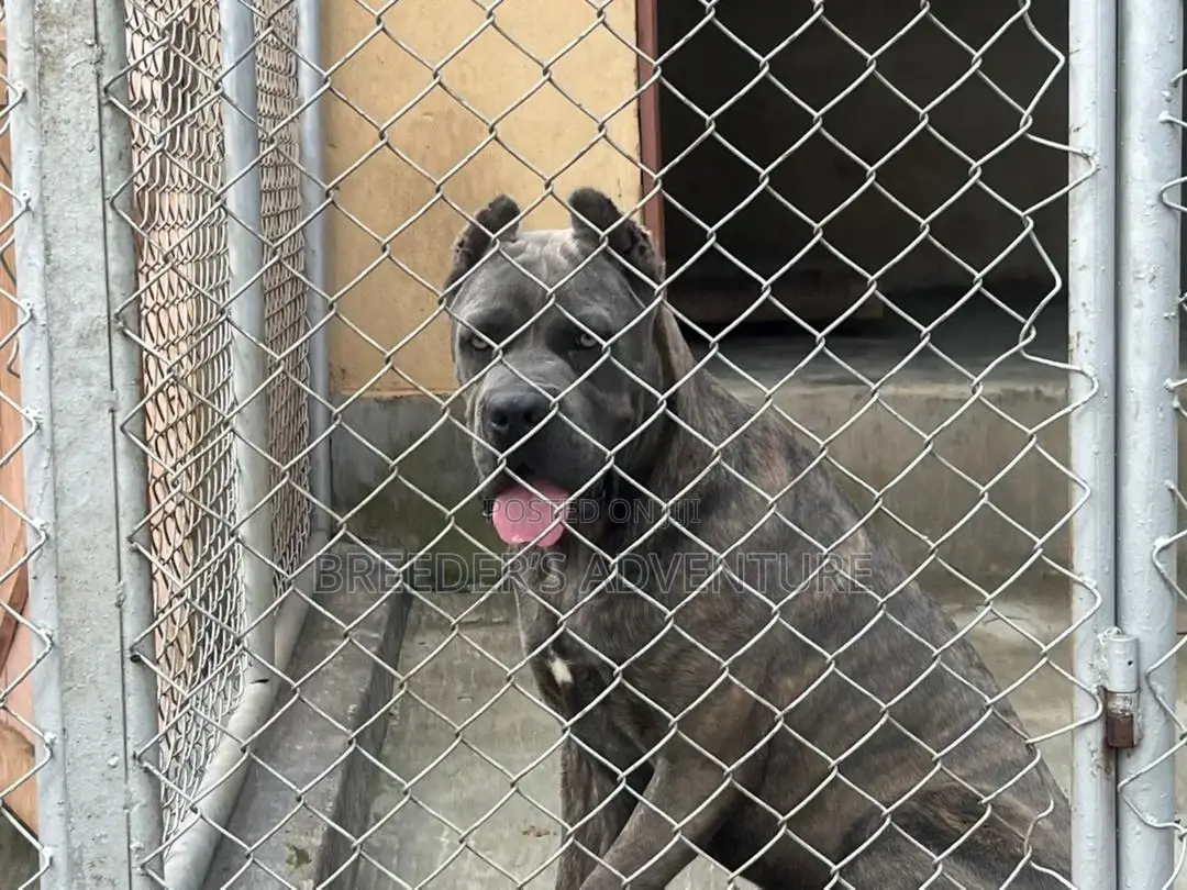 3-6 months Male Purebred Cane Corso
