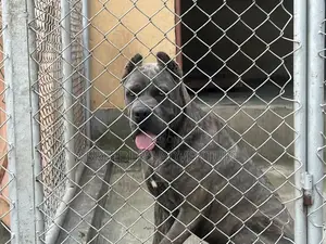 3-6 months Male Purebred Cane Corso