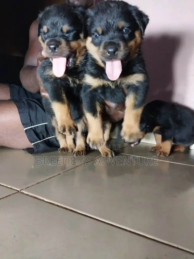 1-3 months Male Purebred Rottweiler
