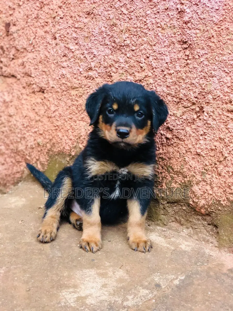 1-3 months Male Purebred Rottweiler