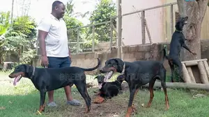 3-6 months Male Purebred Doberman Pinscher