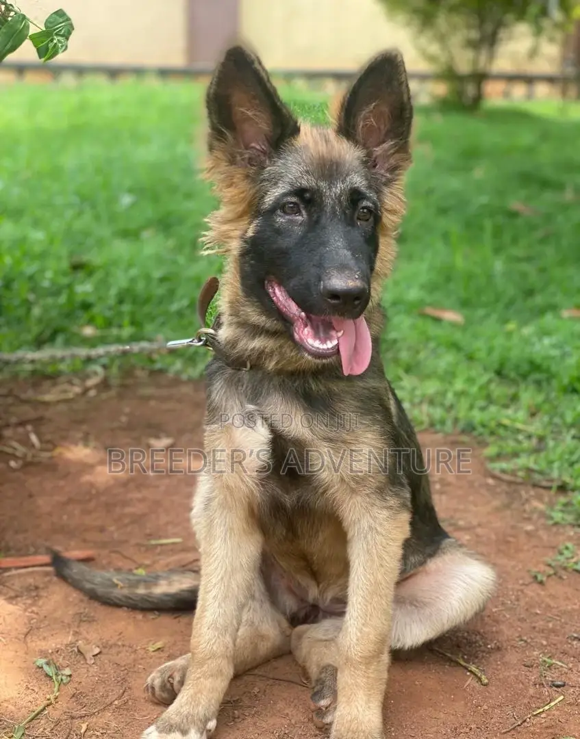 3-6 months Female Purebred German Shepherd