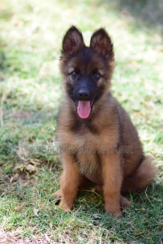 3-6 months Male Purebred German Shepherd