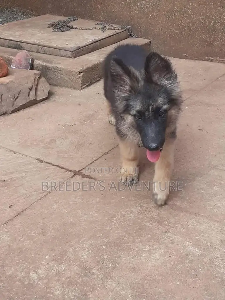3-6 months Male Purebred German Shepherd