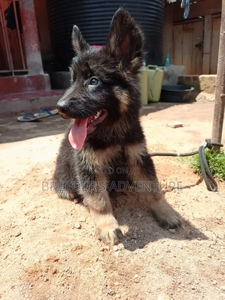 1-3 months Female Purebred German Shepherd