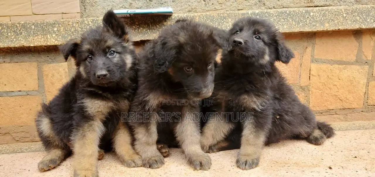 1-3 months Female Purebred German Shepherd