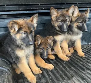 1-3 months Female Purebred German Shepherd