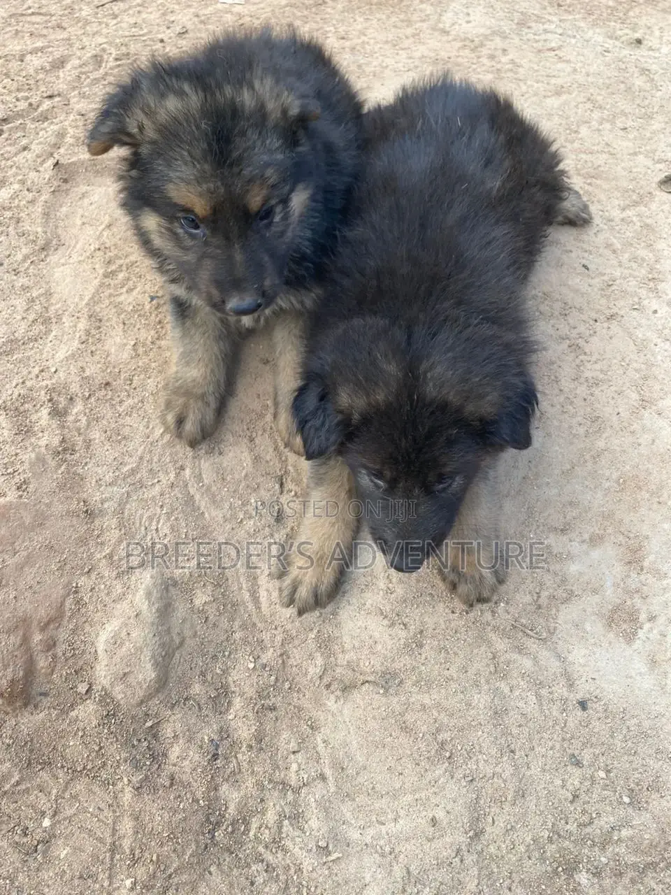 1-3 months Male Purebred German Shepherd