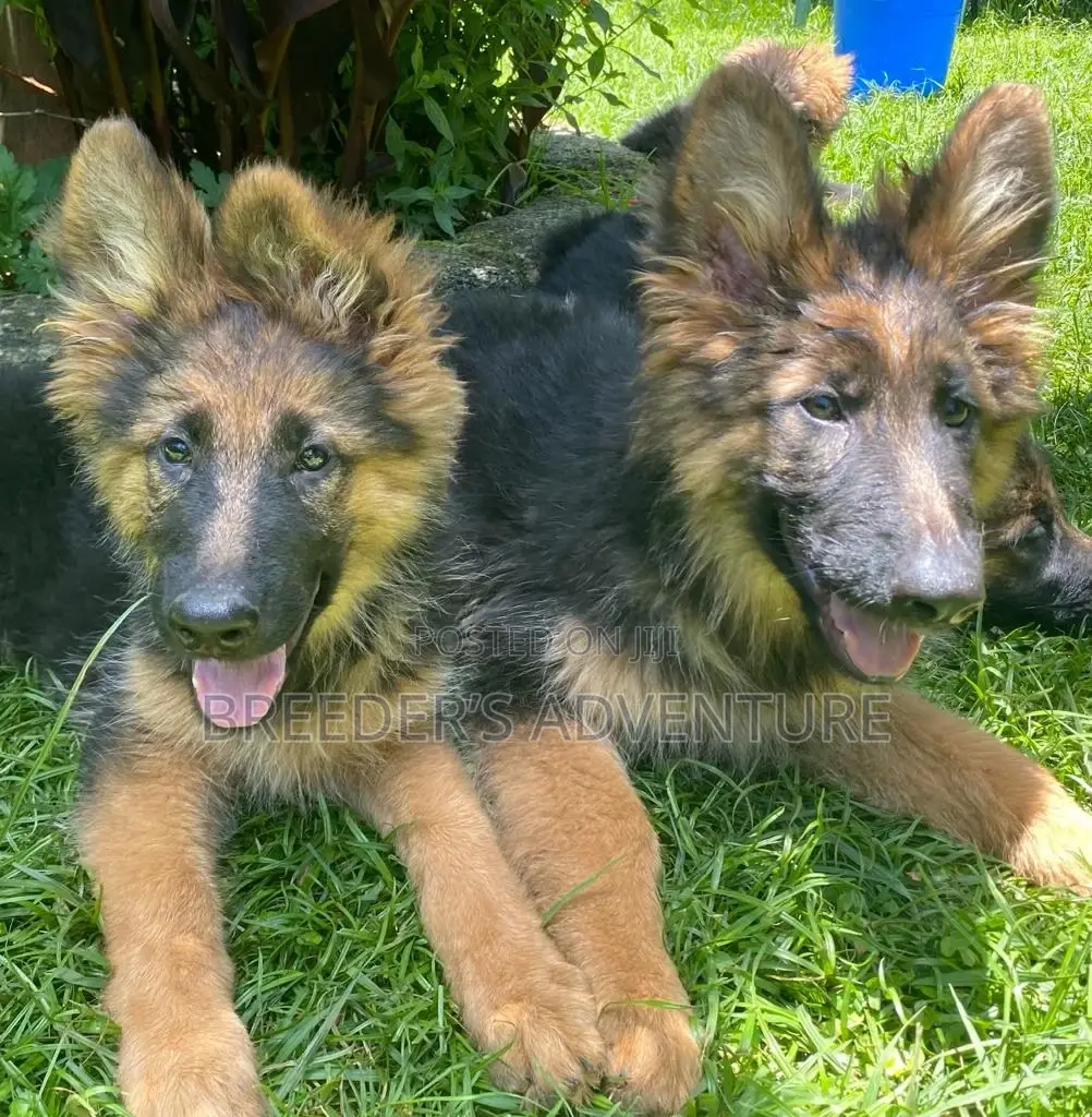 1-3 months Female Purebred German Shepherd