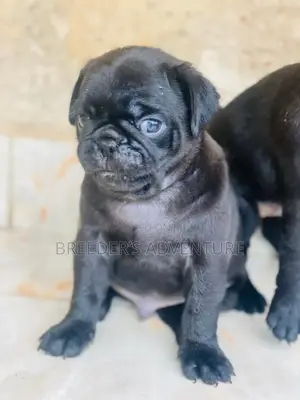1-3 months Male Purebred Pug