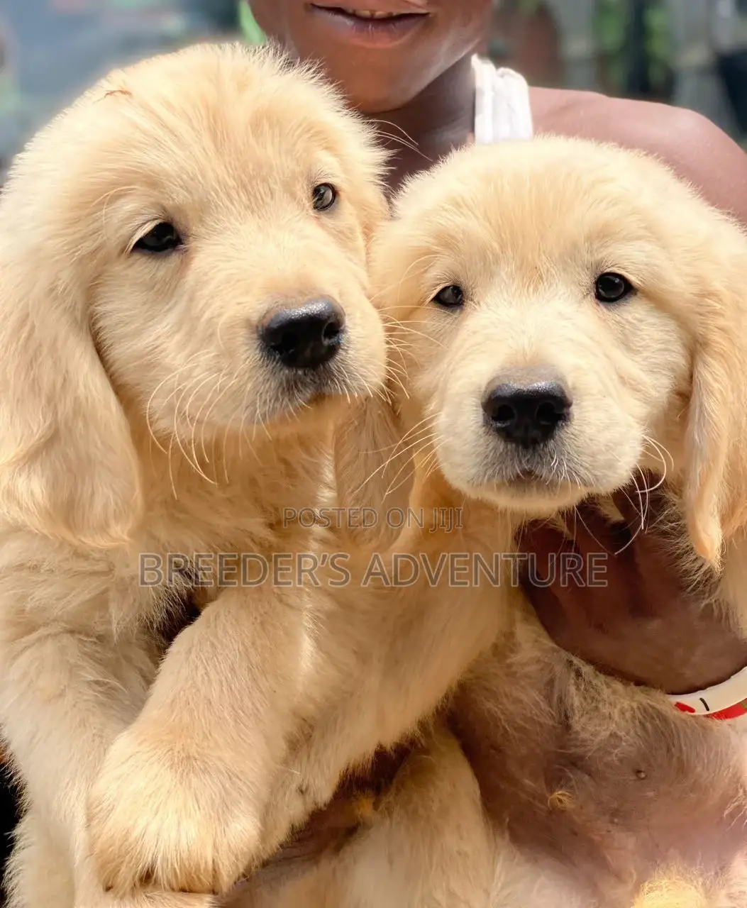 1-3 months Male Purebred Golden Retriever
