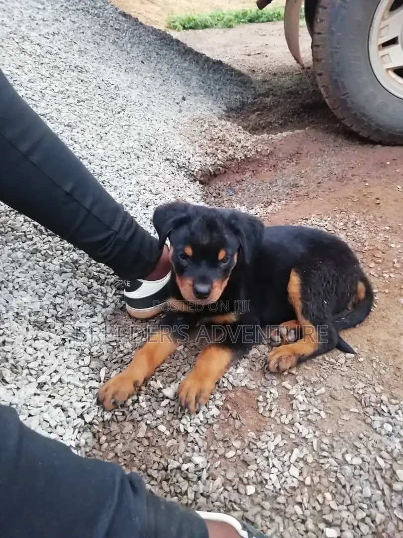 1-3 months Male Purebred Rottweiler