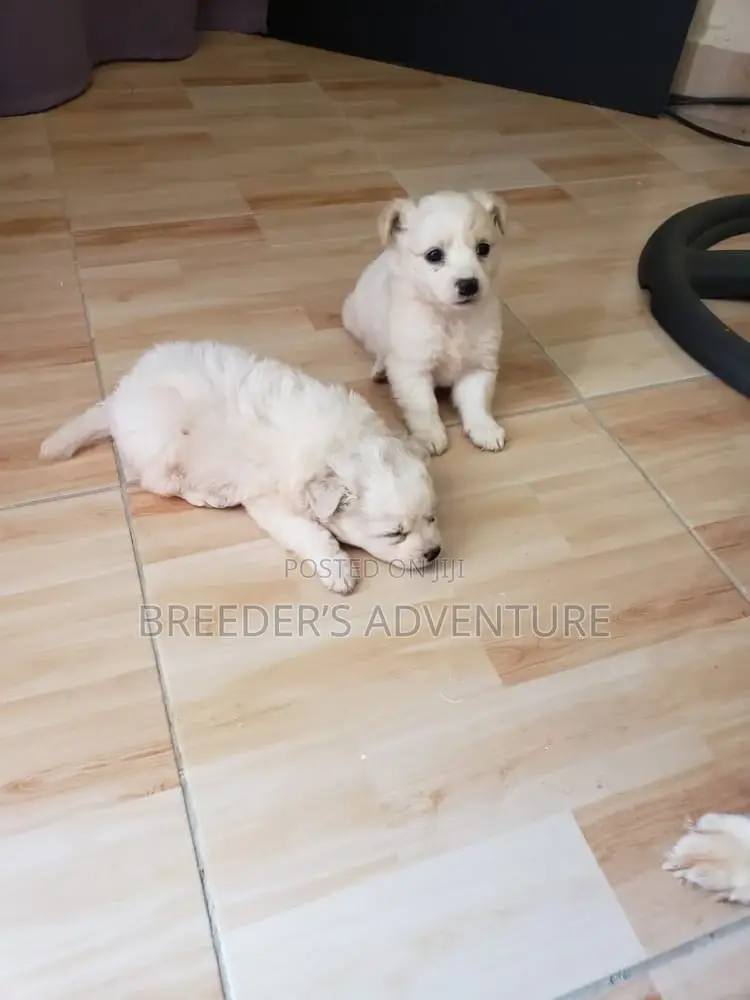 1-3 months Male Purebred Japanese Spitz