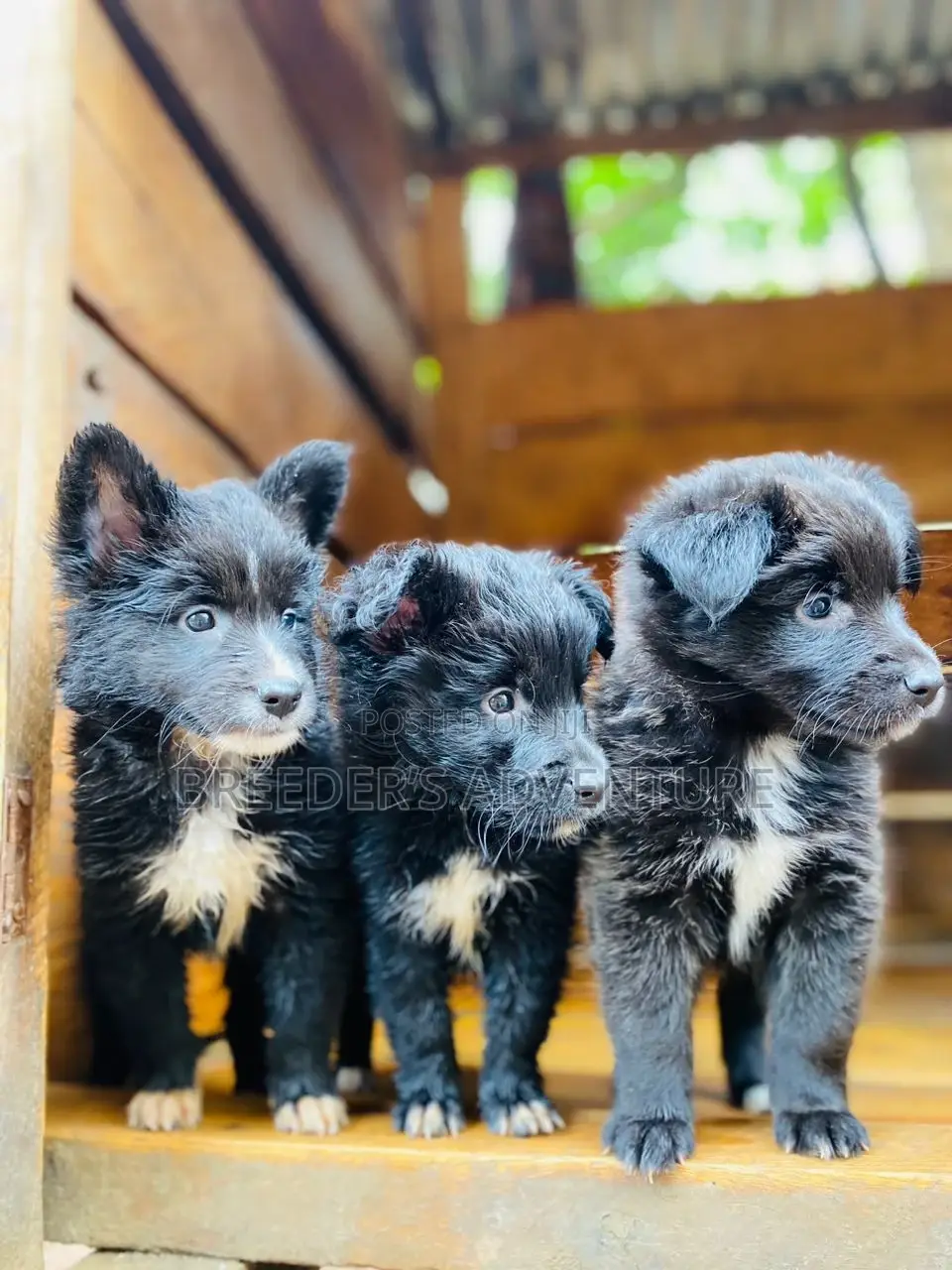 1-3 months Male Purebred Japanese Spitz