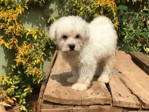 1-3 months Male Purebred Maltese
