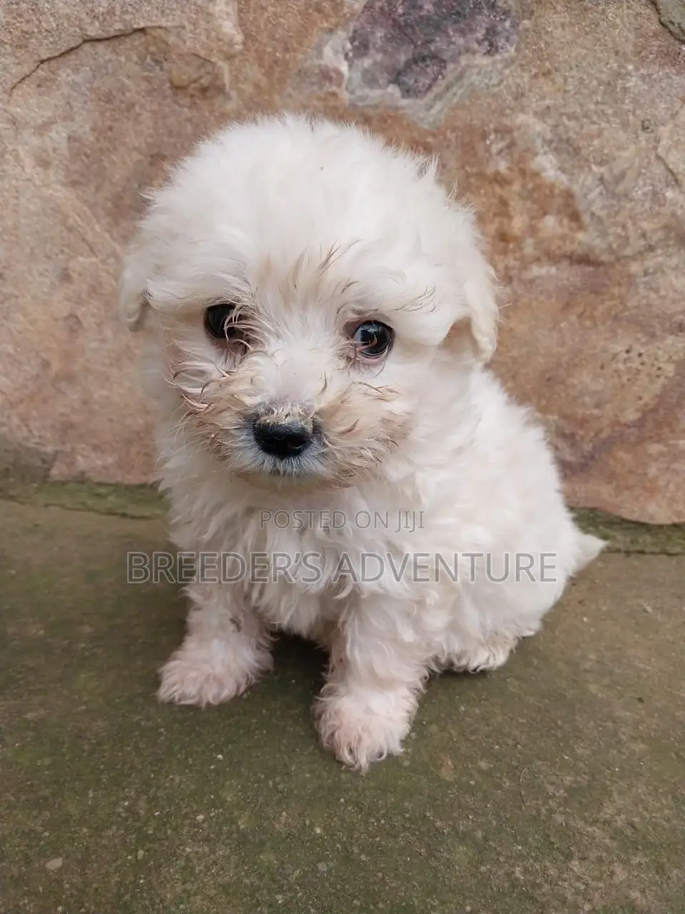 1-3 months Male Purebred Maltese