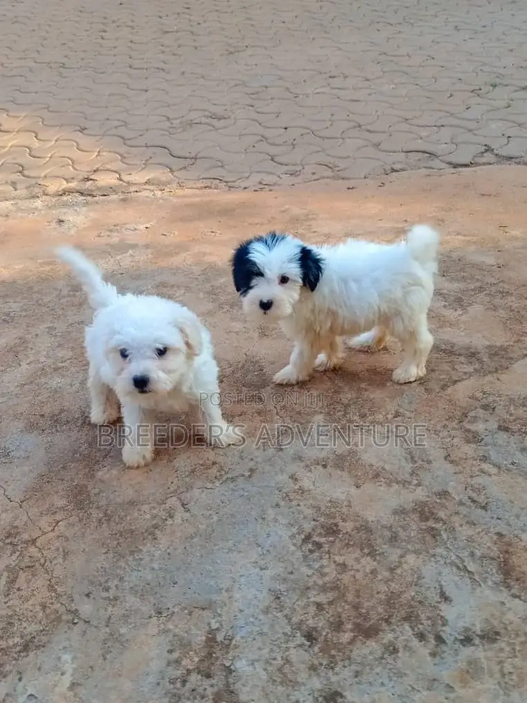 1-3 months Male Purebred Maltese