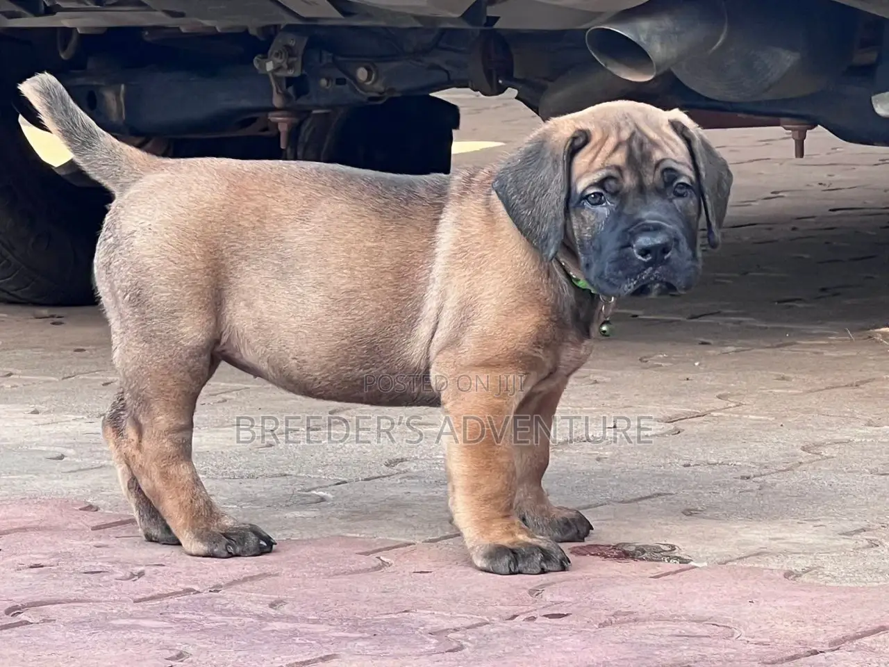 1-3 months Female Purebred Boerboel