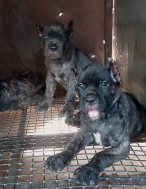 1-3 months Male Purebred Cane Corso