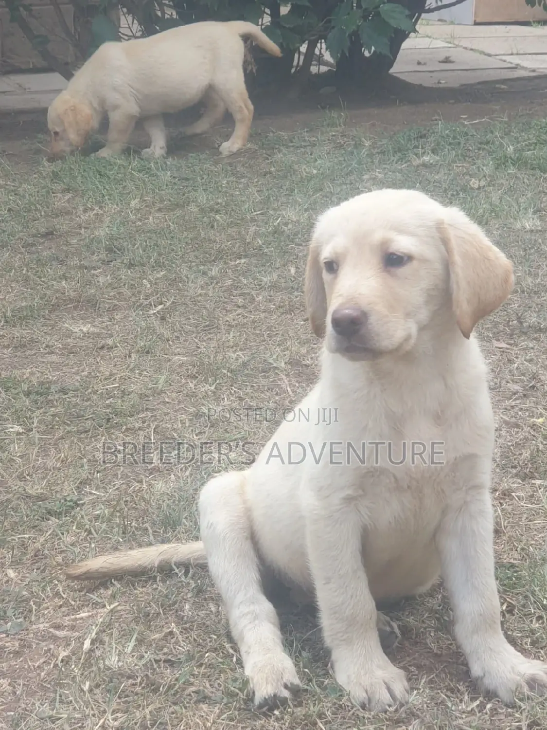 1-3 months Male Purebred Labrador Retriever