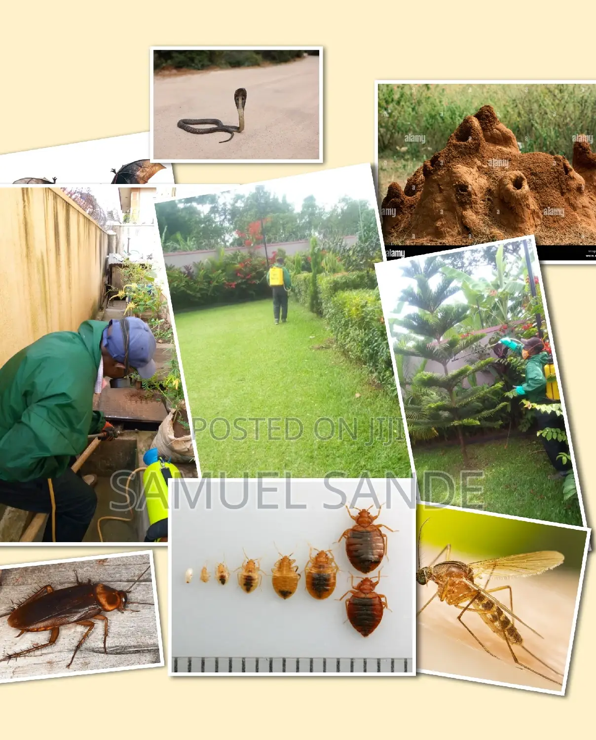 Safe Fumigation Services