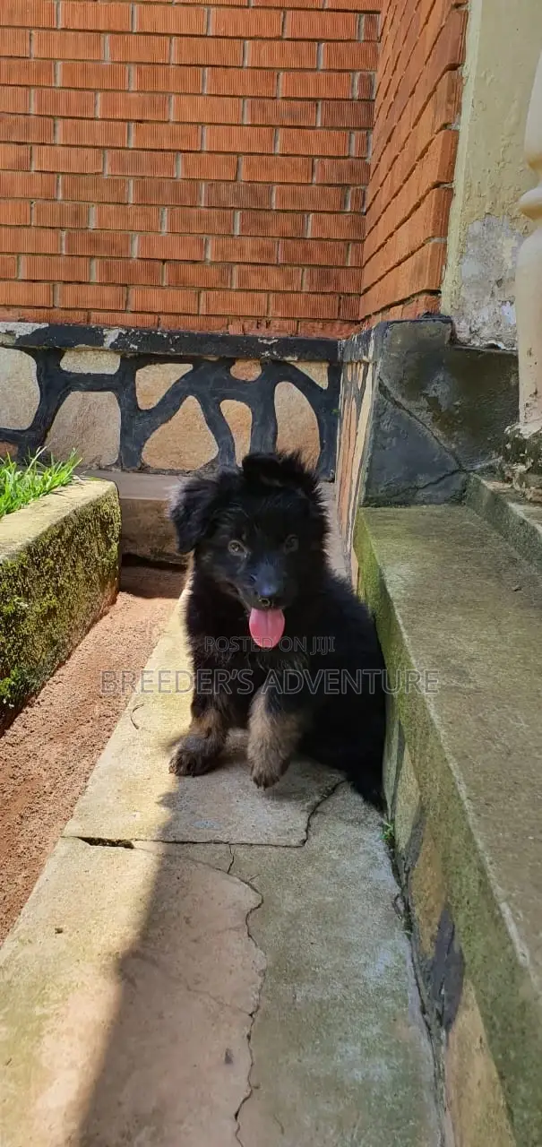 1-3 months Male Purebred German Shepherd