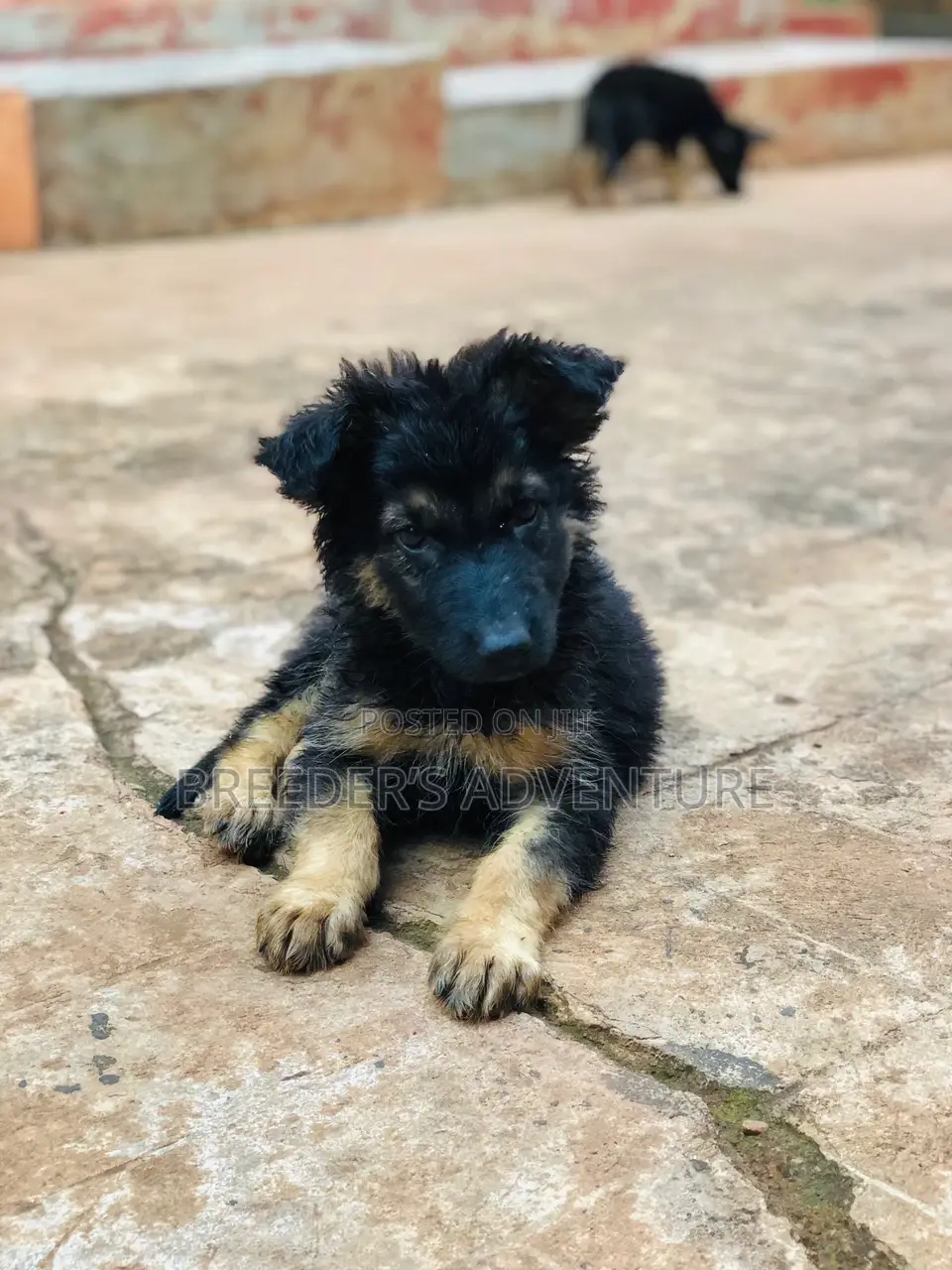 1-3 months Male Purebred German Shepherd