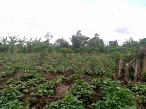 Very Strategic 7 Acres With 3phase Power Onsale Bombo Kalule