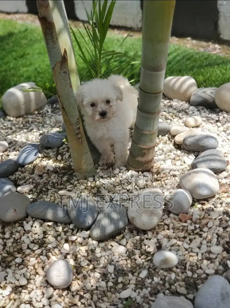 White Stones