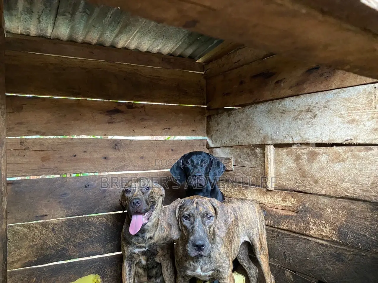 1-3 months Male Purebred Boerboel