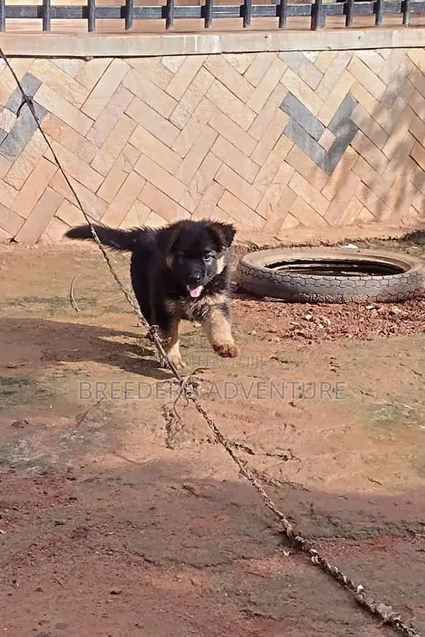1-3 months Male Purebred German Shepherd
