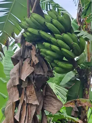 Veryfertile 15acres in Buwalura on Kitalya Rd on Mityaana Rd